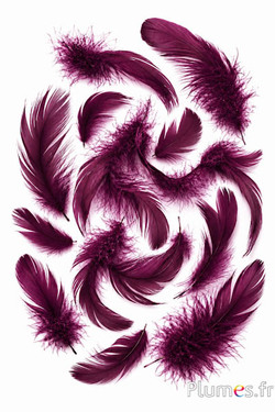 Gans - 4-6 cm - aubergine-kirsche